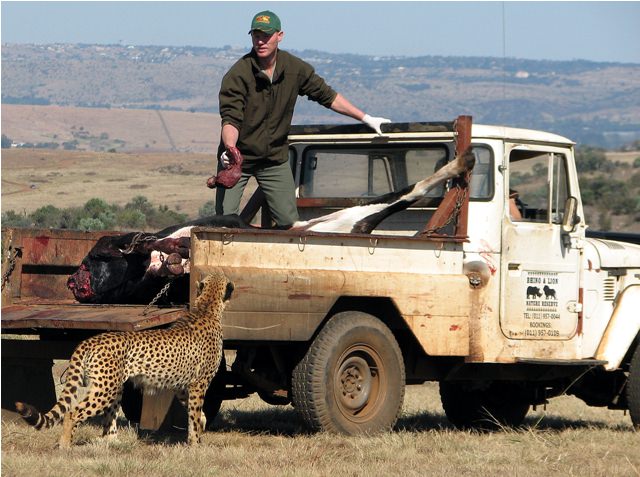 cheetah feeding