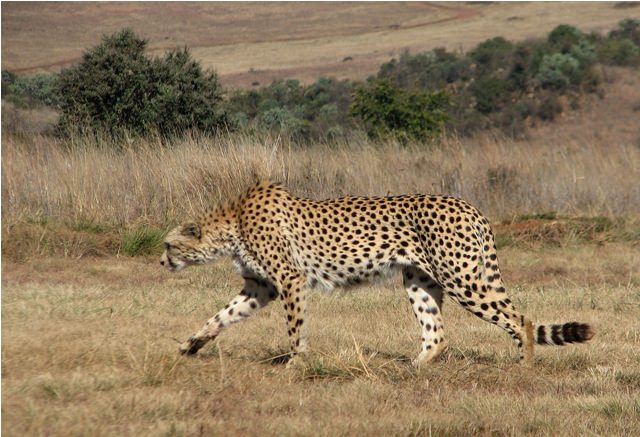 cheetah
