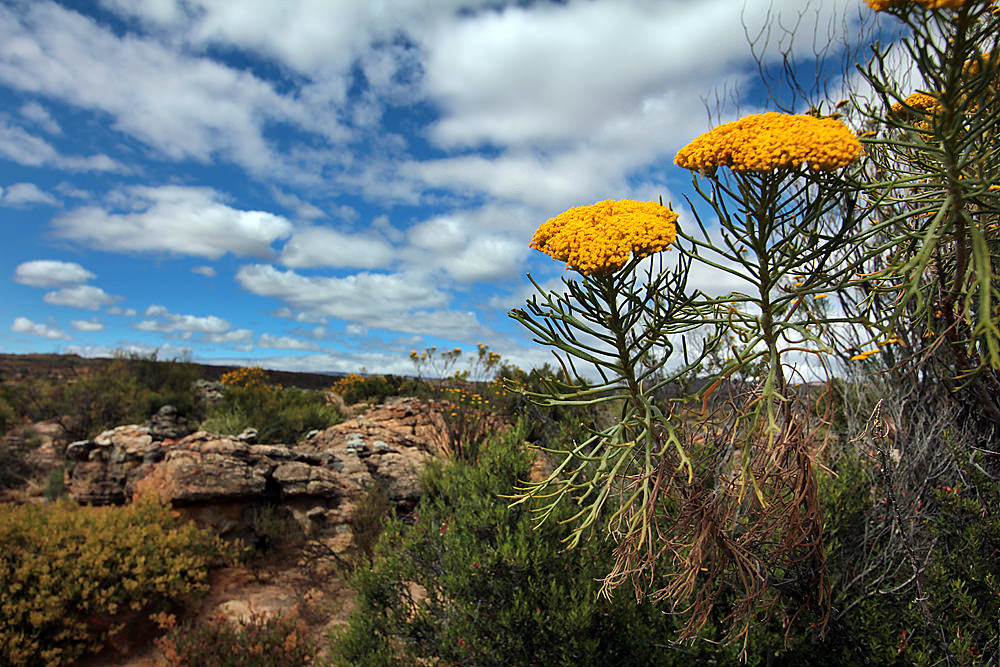 clouds and flowers