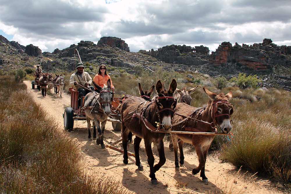 donkeys driving