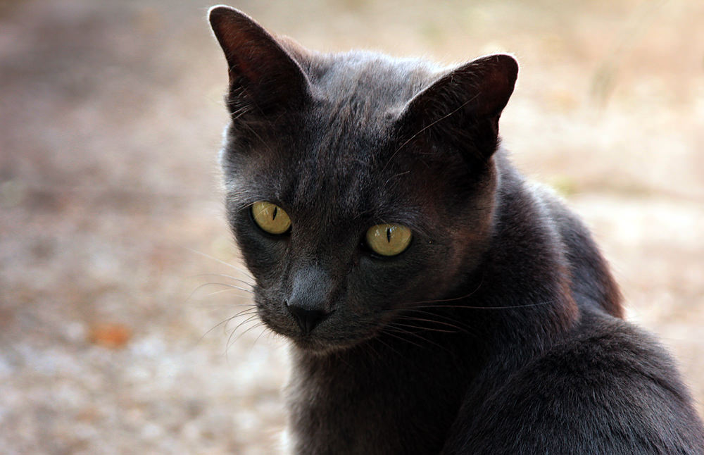 00 smokey portrait sm