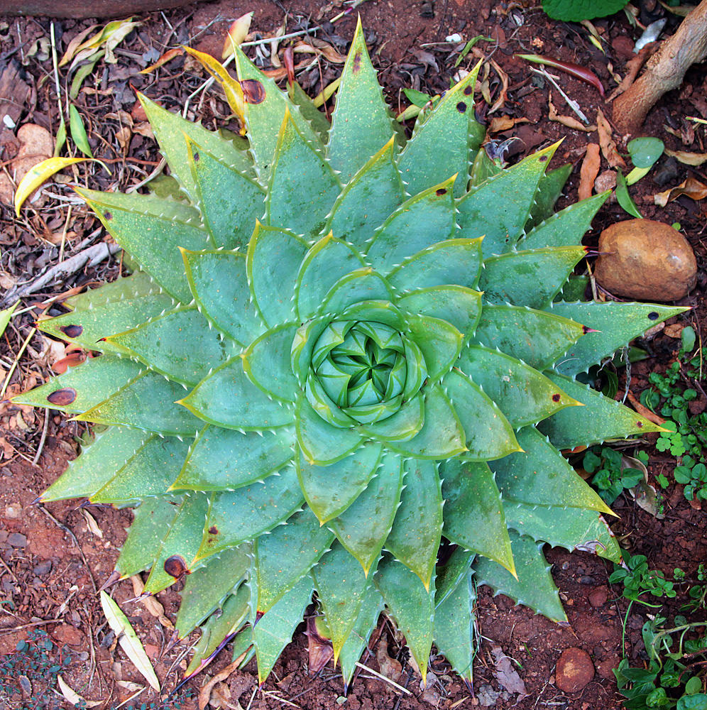 01 aloe aerial view sm