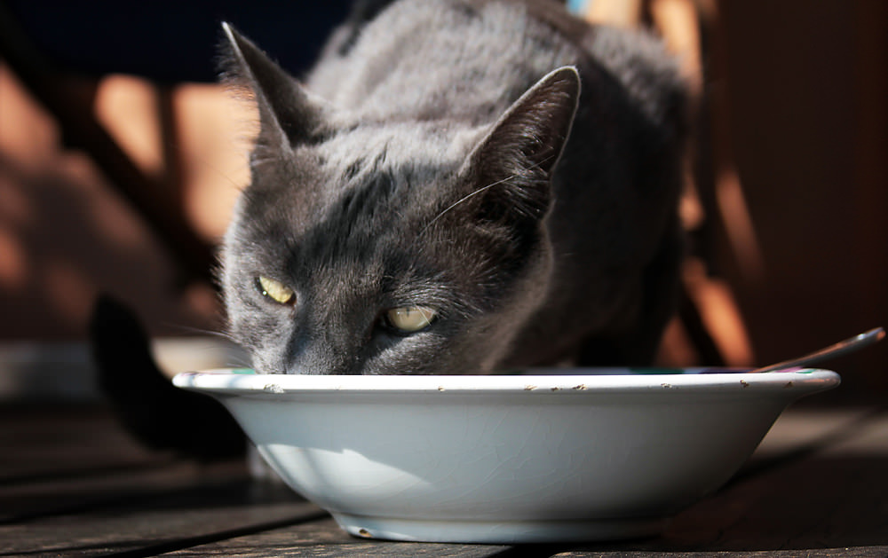 01 smokey cereal bowl sm