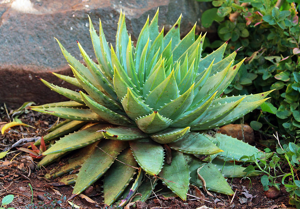 02 aloe side view sm