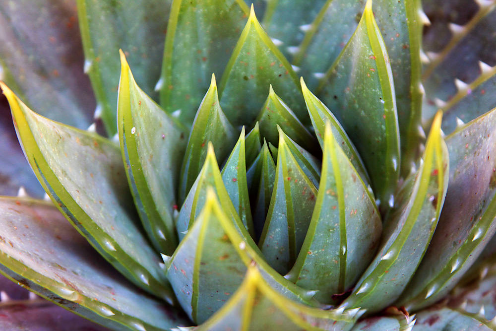 03 macro aloe side sm
