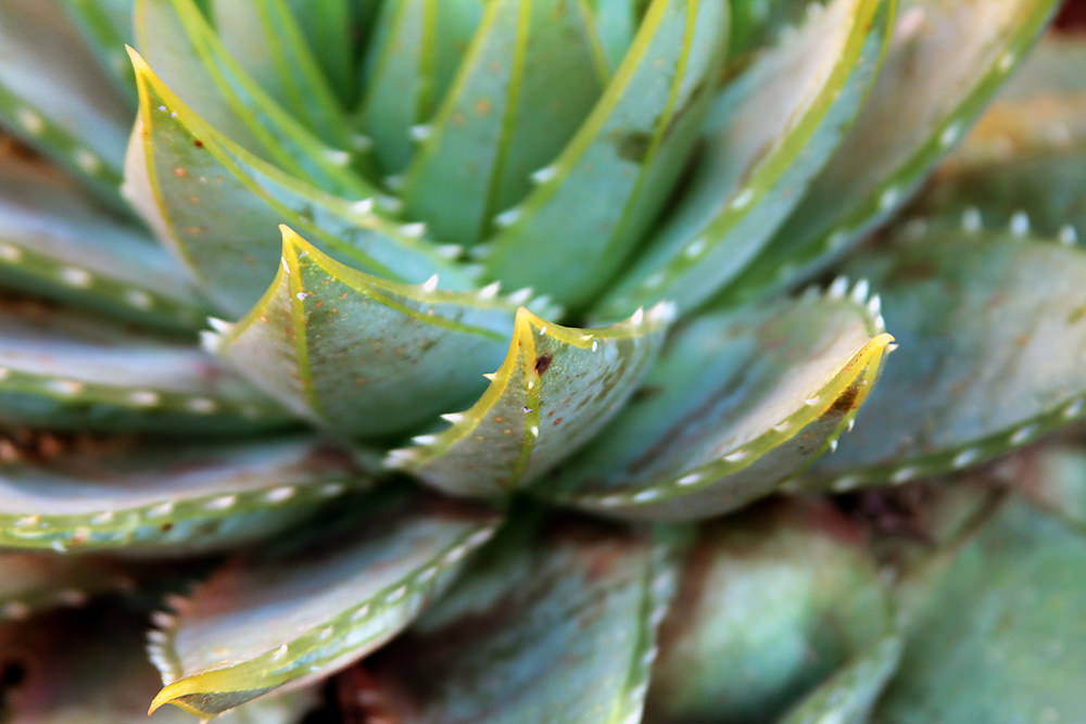 04 aloe leaves sm