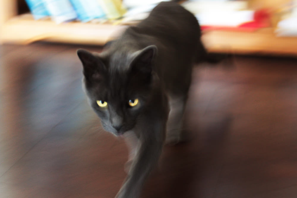 09 smokey blurred sm