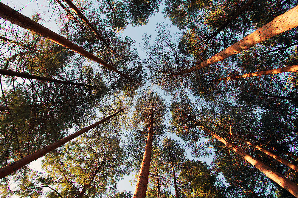 pines looking up wide sm