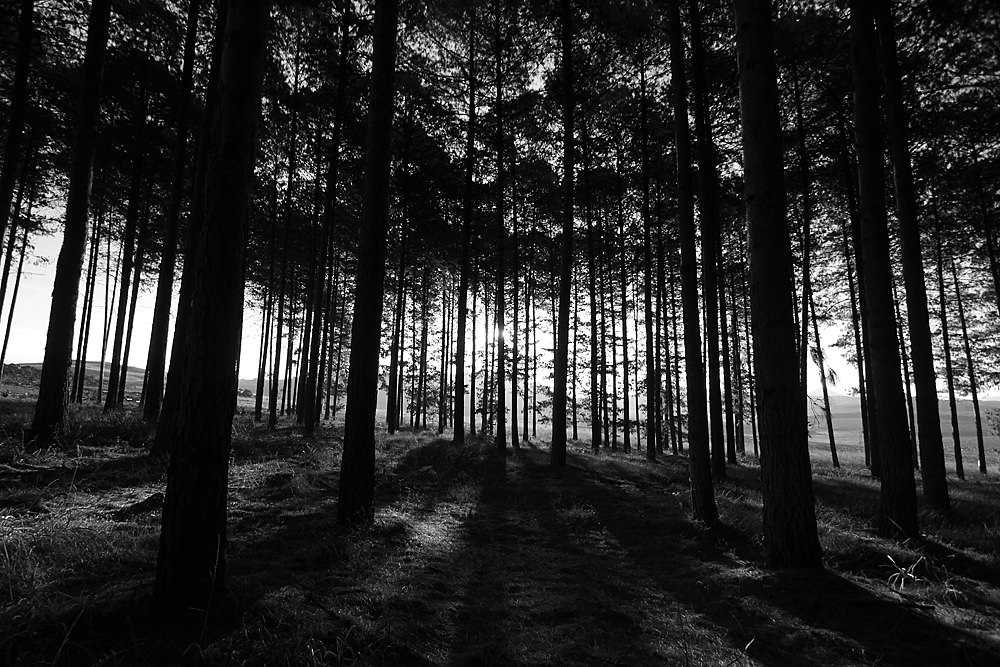 trees bw sm