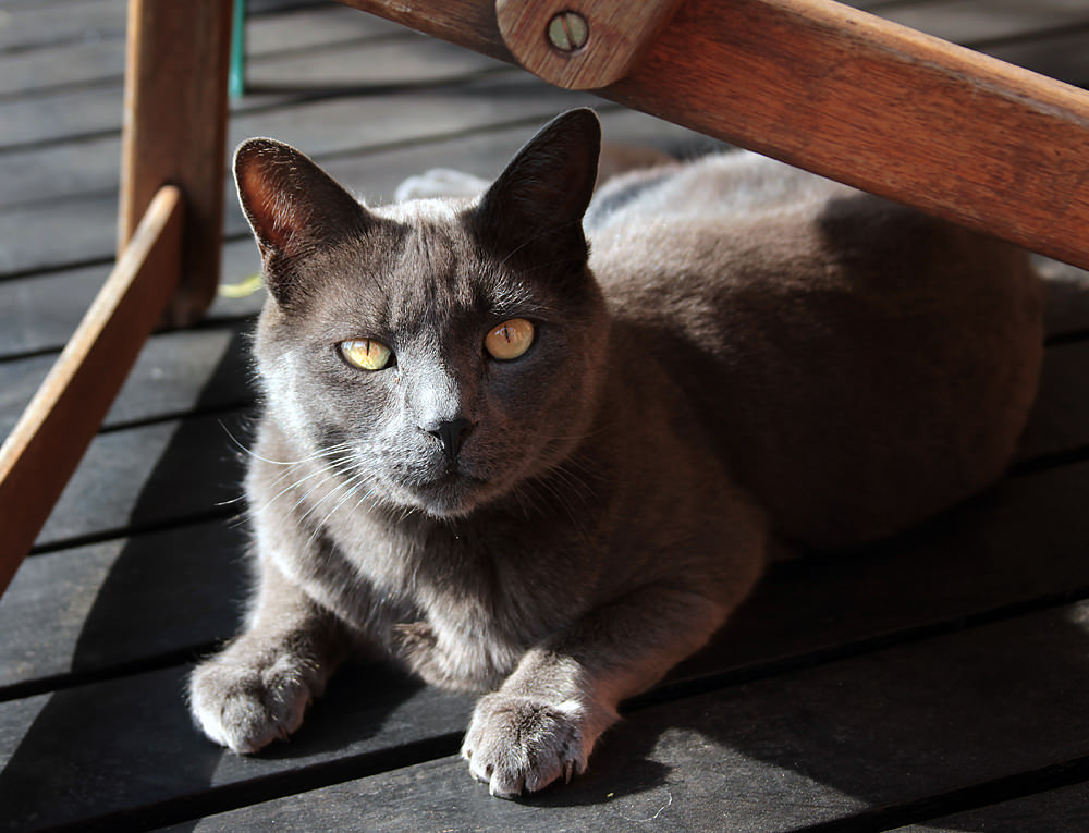 smokey under chair sm