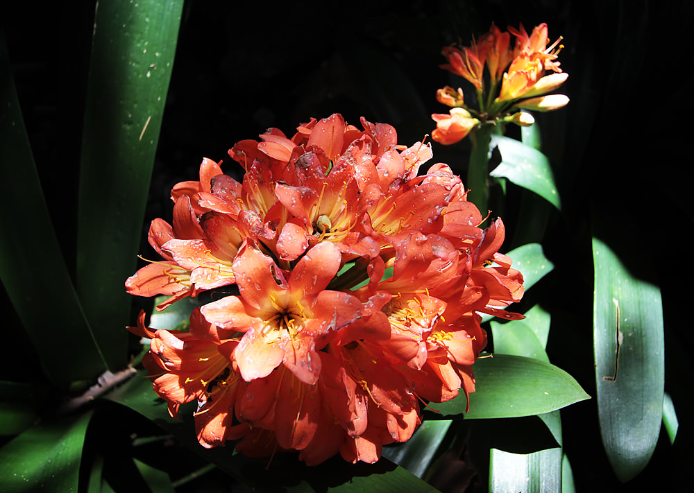clivias sm