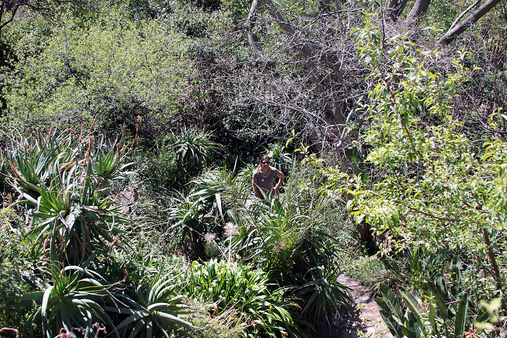 indigenous garden sm