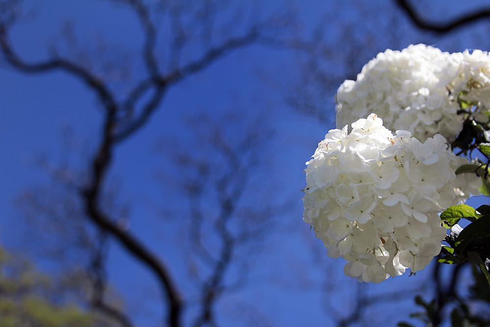 white flowers branches sm