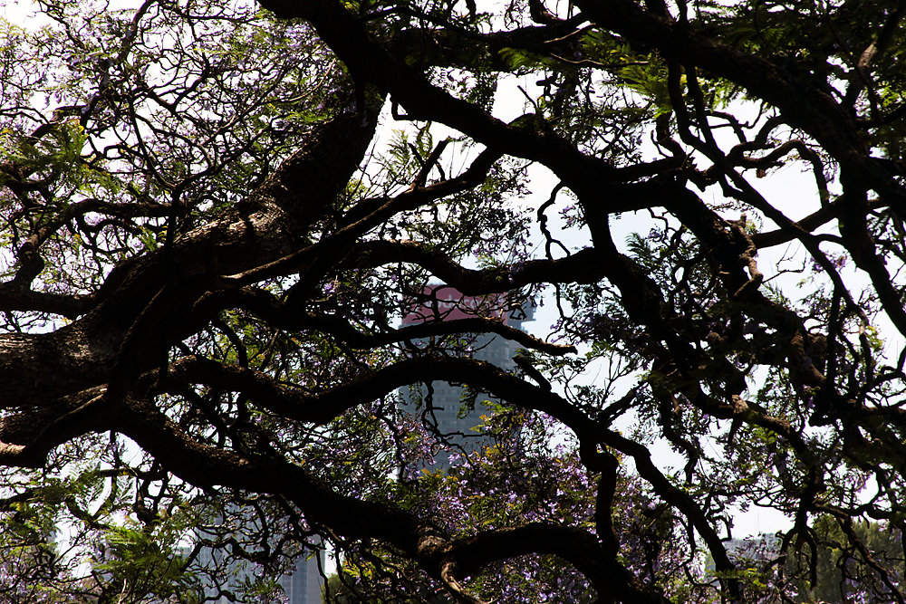 04 ponte thru trees sm