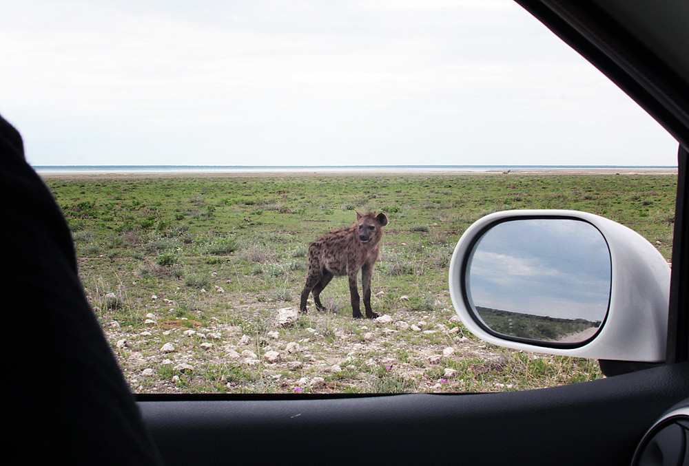 hyena crossing2