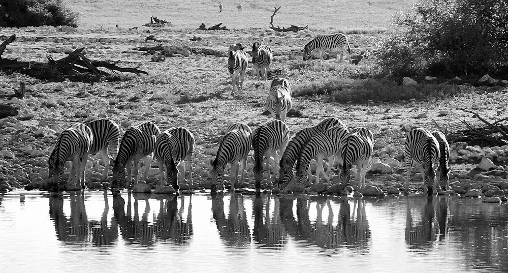 zebras drinking