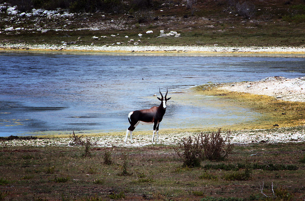 bontebok
