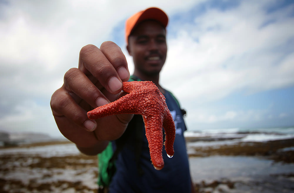 dalfrenzo starfish