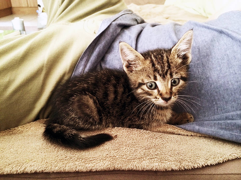 The Story of a Hillbrow Cat