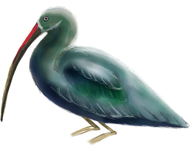 Screech of the Hadeda