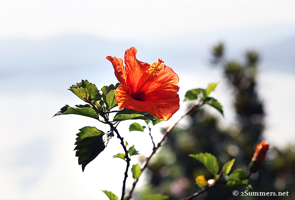Hibiscus2