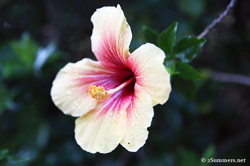 Hibiscus4