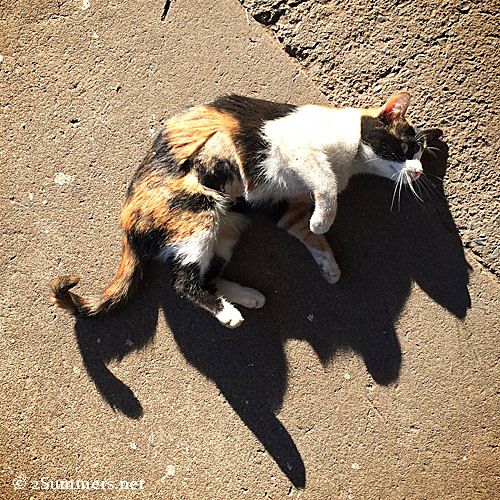 Message From a Happy Hillbrow Cat