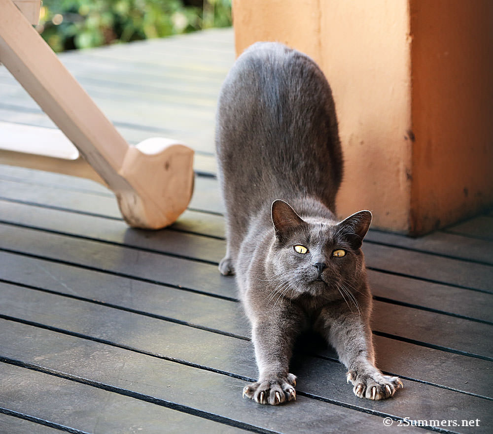 Statement From the Melville Cat: I Am Not Moving (and Neither Is 2Summers)