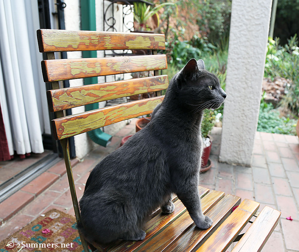 From the Melville Cat: Move? What Move?