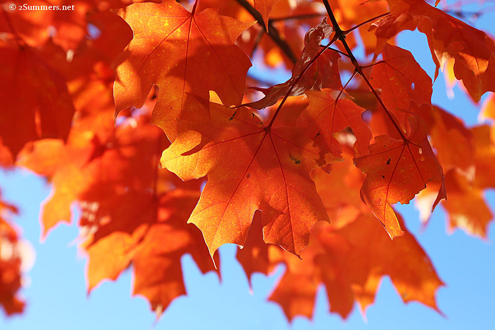 Reflections of a Jet-lagged Woman Between Continents