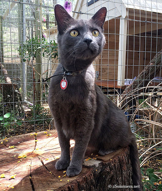 Smokey-on-stump