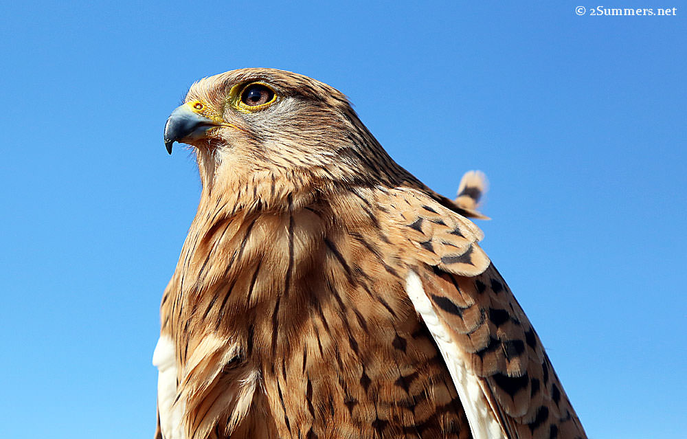 Pop-Up Travel: Dullstroom Bird of Prey Centre