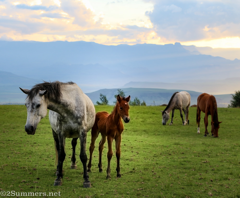 Wild Horses of the Drakensberg