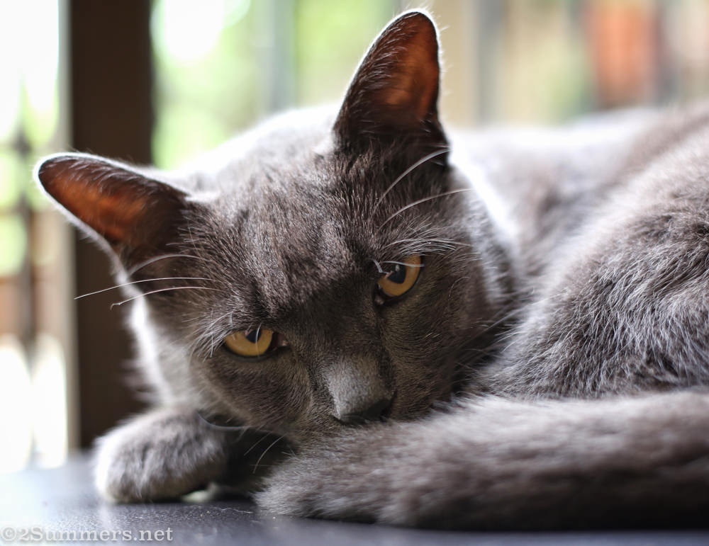 Recent Events in the Life of the Melville Cat