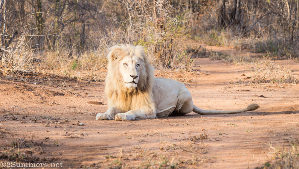 The Astonishing, Confounding Story of South Africa’s White Lions