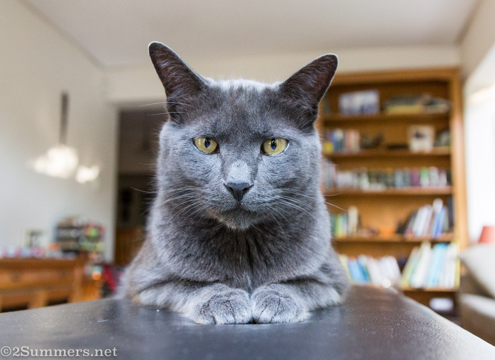 Farewell From the Melville Cat