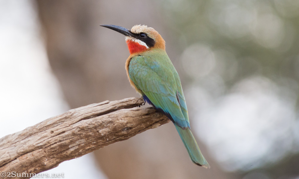 15 Birds of the Kruger National Park