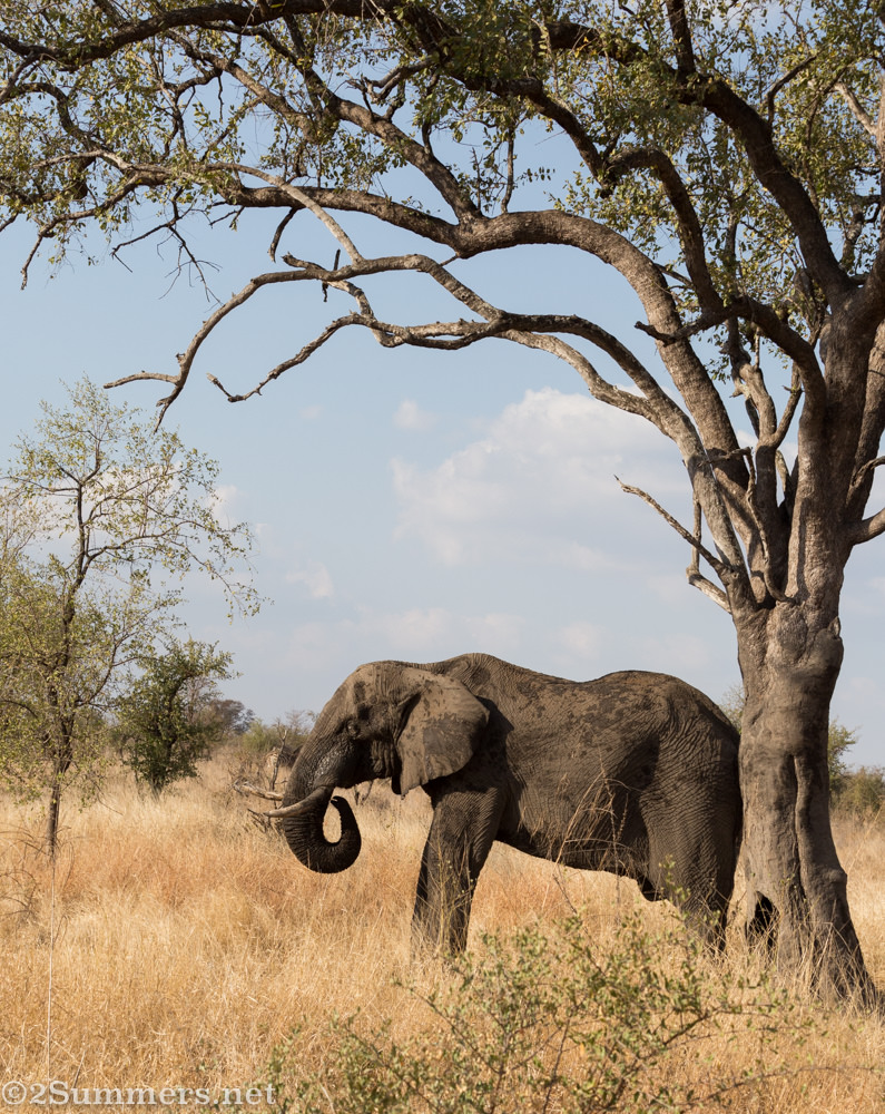 Elephant tree-rubbing