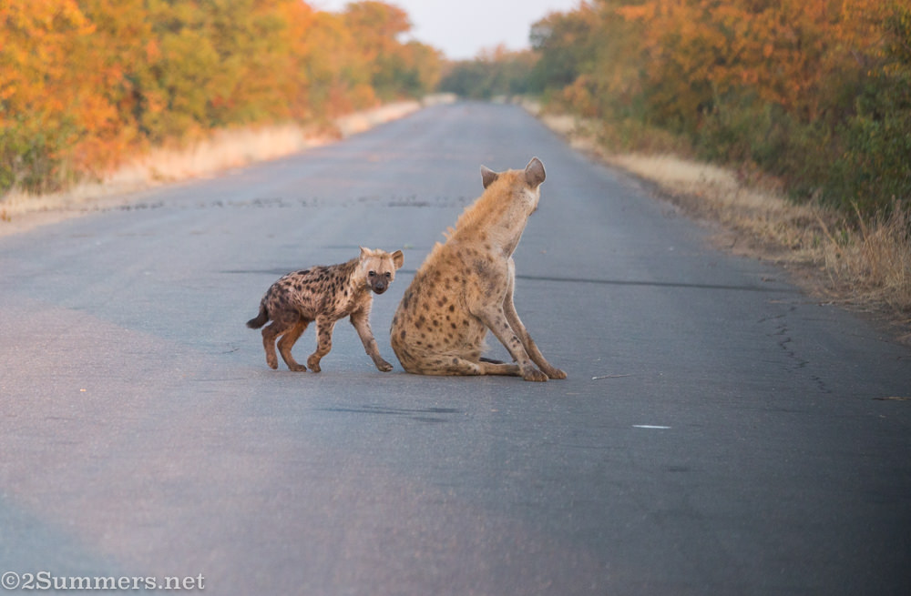 Hyena and cub