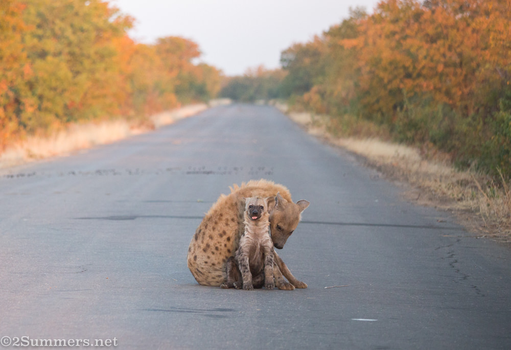 Mom and cub - cub looking at camera