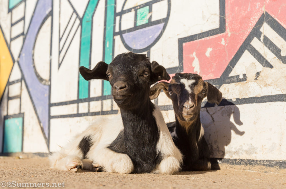 Ndebele goats