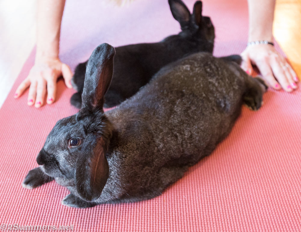 two bunnies