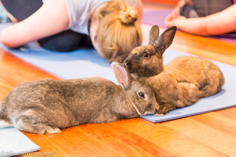 Yoga + Bunnies