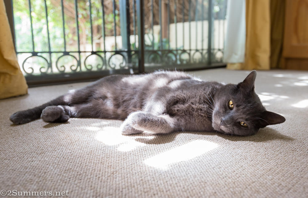The Melville Cat: My Favorite Feline Instagrammers