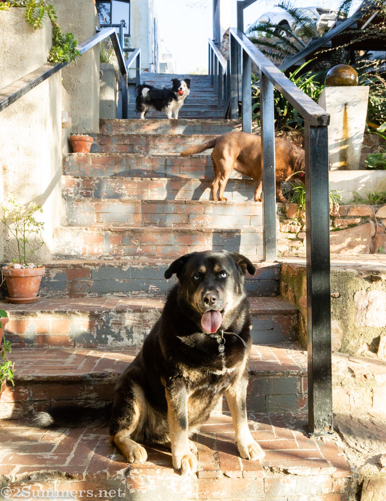 Dogs on the stairs at Zietsies