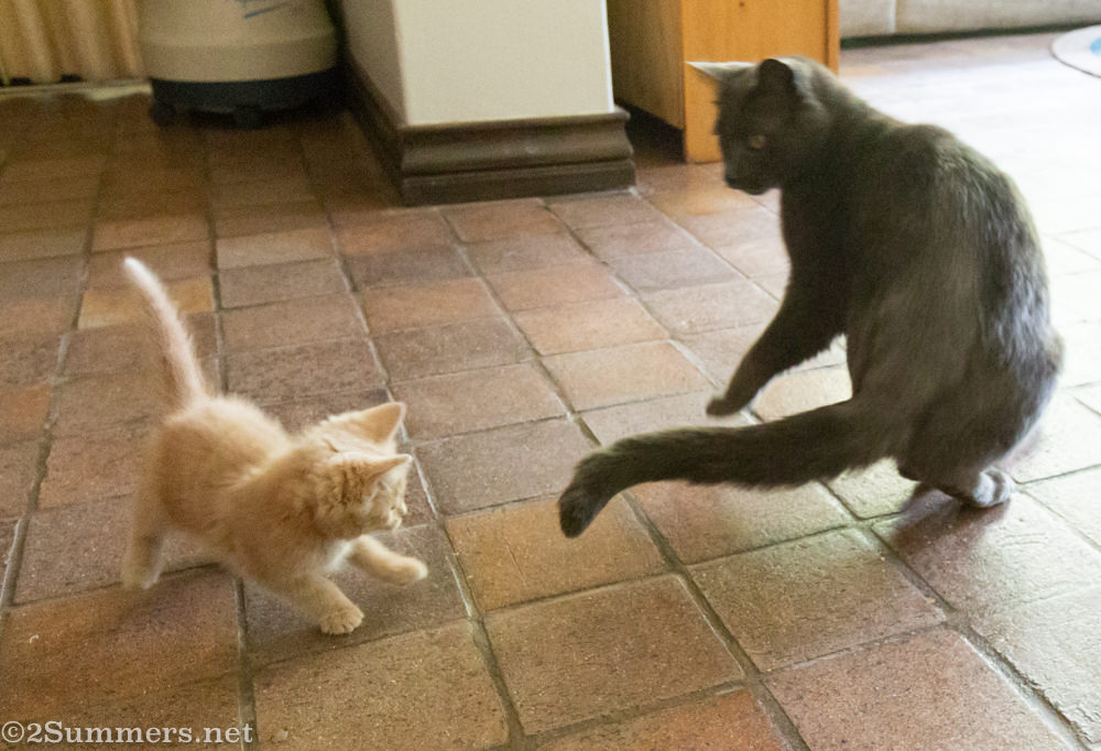 From the Melville Cat: A Kitten in My Castle