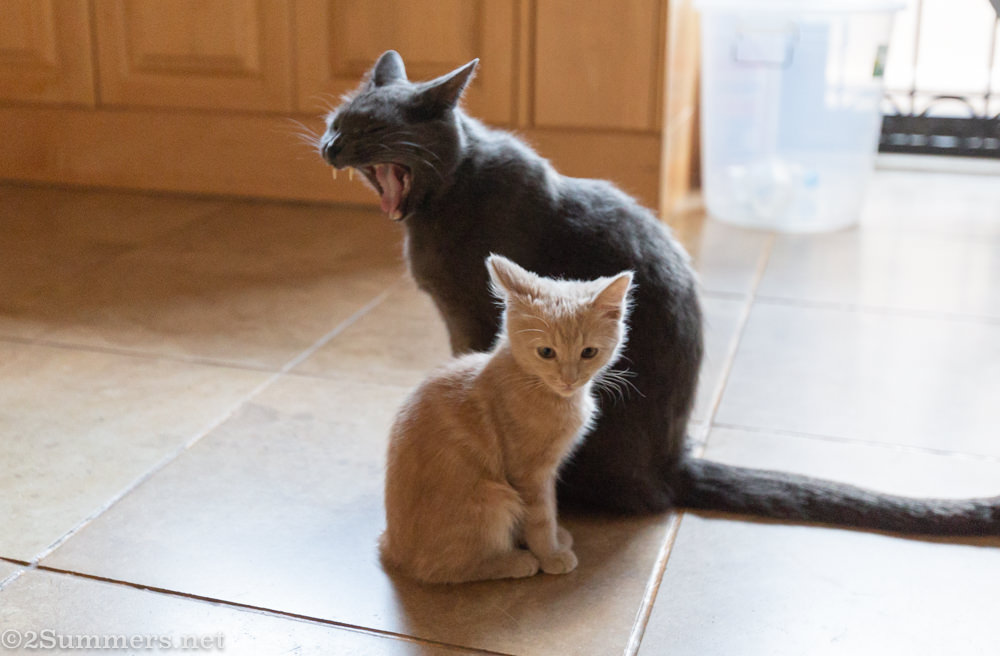 The Melville Cat: I Am a Cat Food Spokesperson