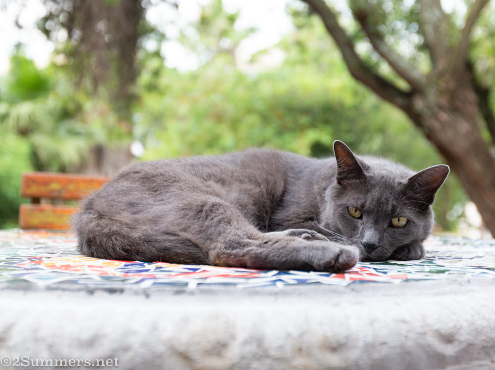 2019 Update From the Melville Cat