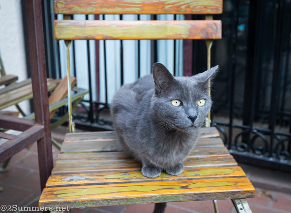 Smokey on a chair