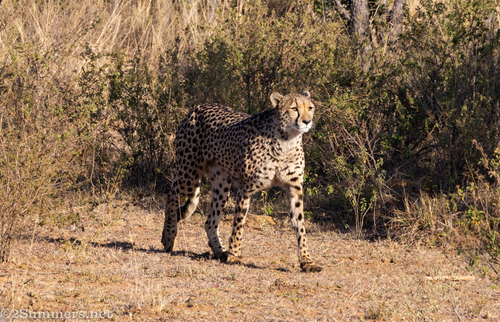Cheetahs on the Hunt in Welgevonden Game Reserve